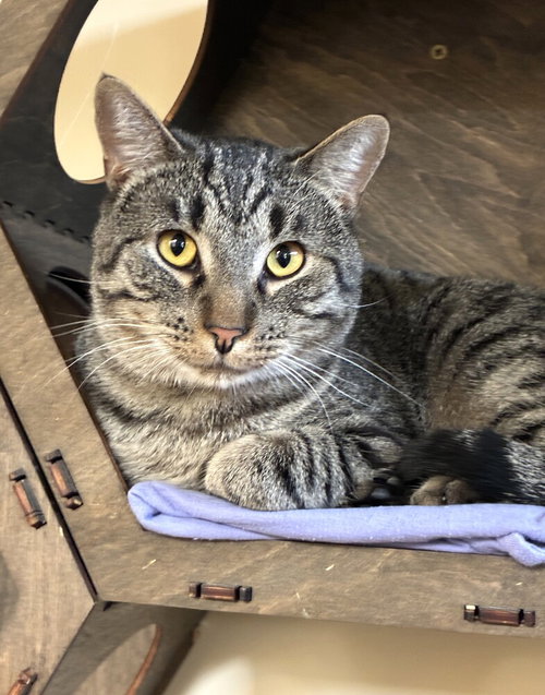 Liam, Domestic Short Hair