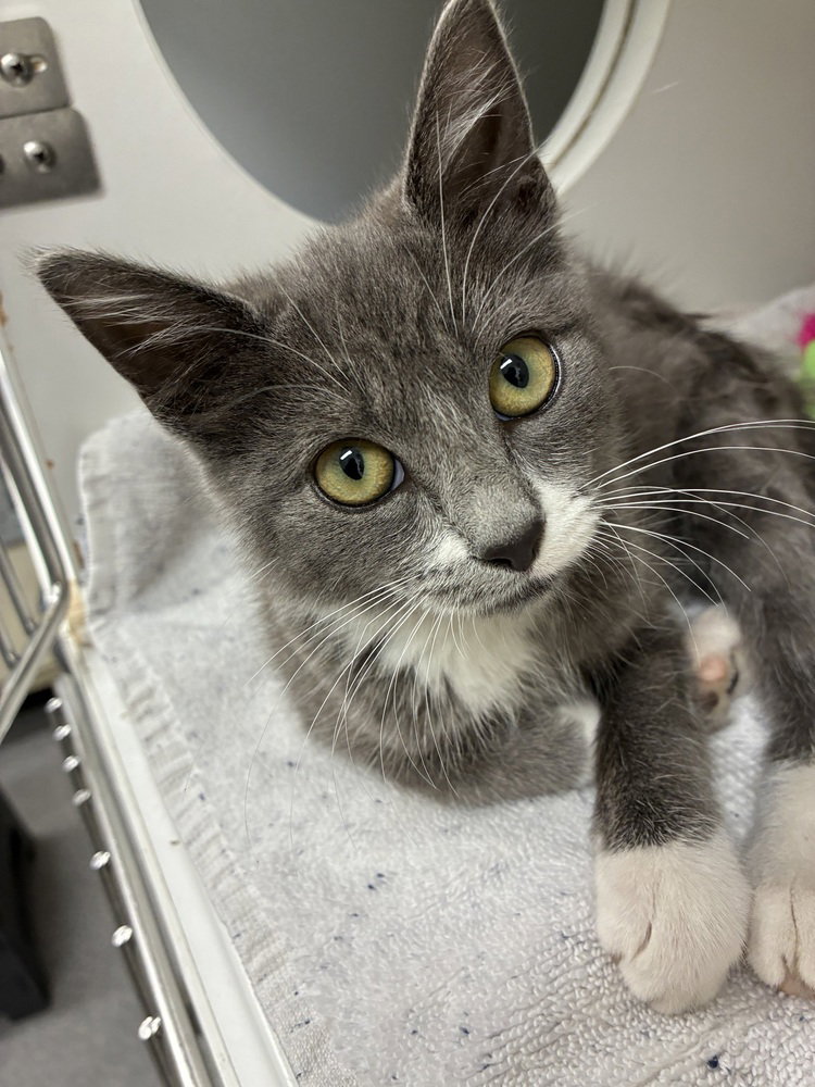 Jersey Girl, Domestic Short Hair