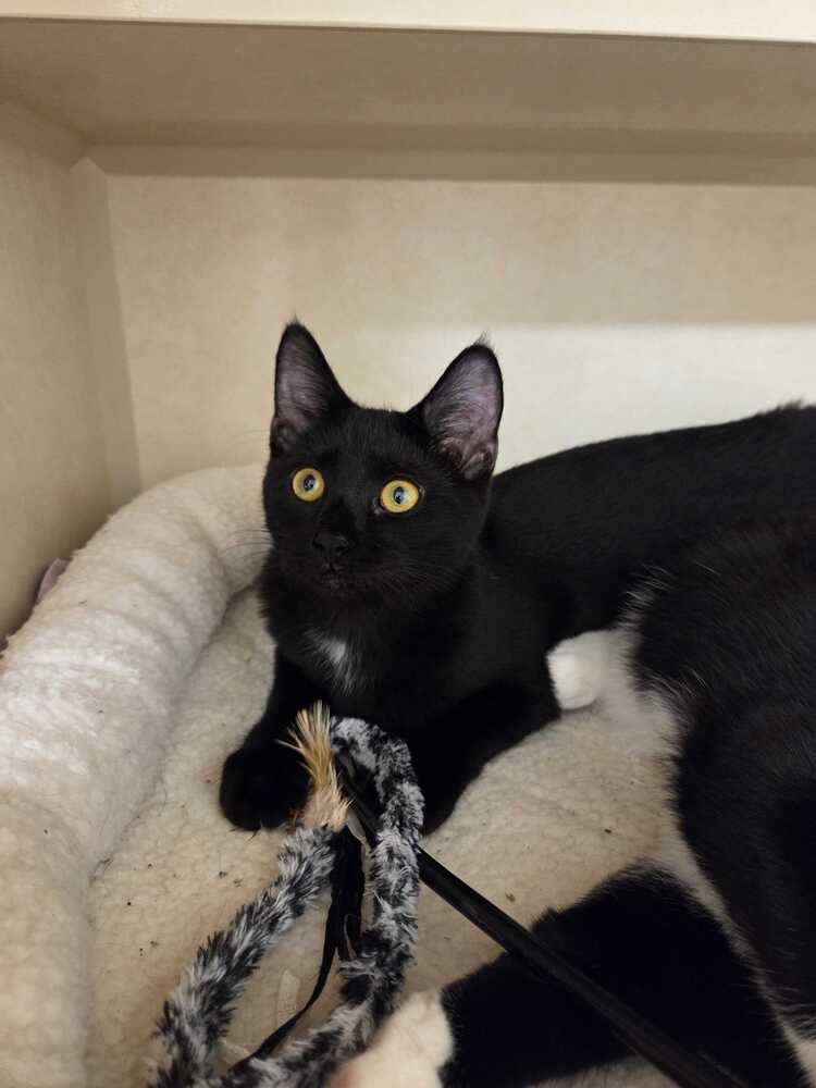 Summer, Domestic Short Hair