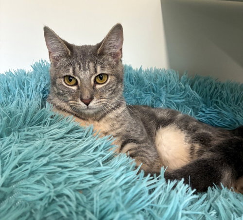 Galagos, a cat for adoption from Paws Crossed Animal Rescue Inc.