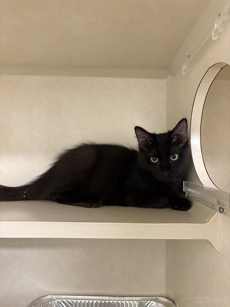 Ceviche, Domestic Short Hair