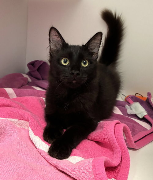 Ceviche, a cat for adoption from Paws Crossed Animal Rescue Inc.