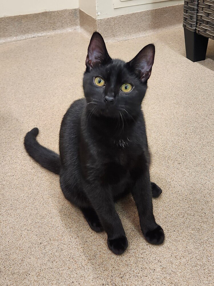 Valkyrie, Domestic Short Hair