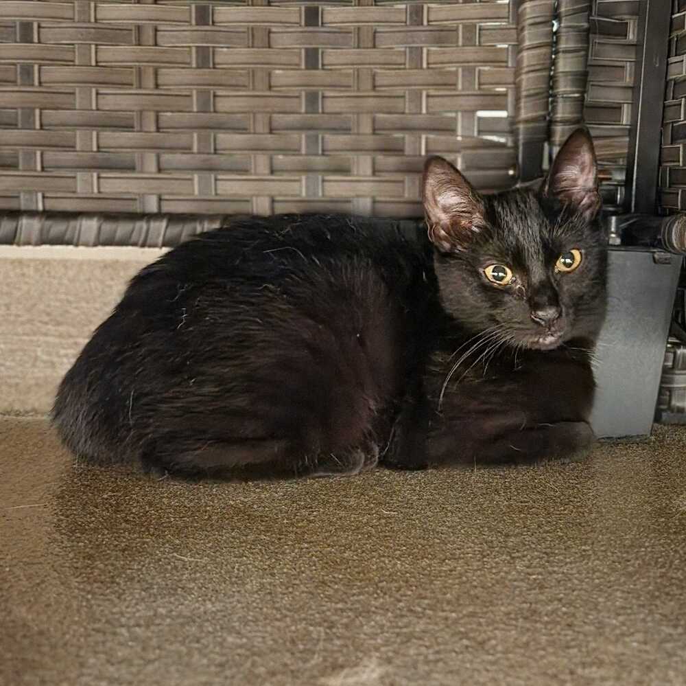 Gamora, Domestic Short Hair