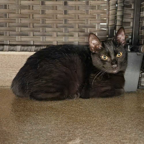 Gamora, a cat for adoption from Paws Crossed Animal Rescue Inc.