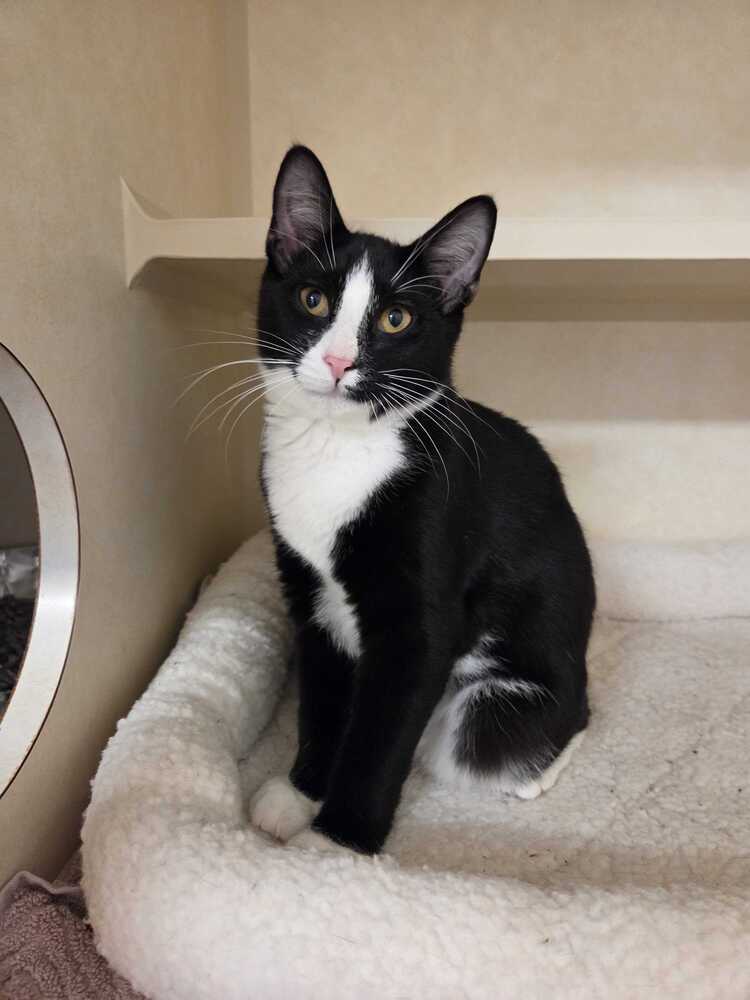 Leonardo, Domestic Short Hair