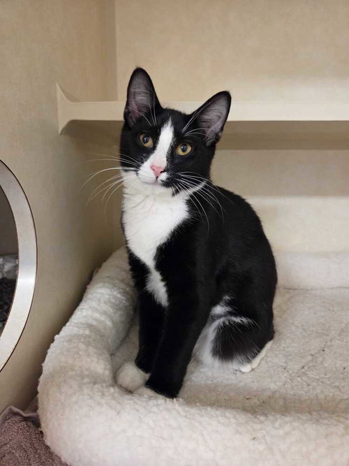 Leonardo, a cat for adoption from Paws Crossed Animal Rescue Inc.