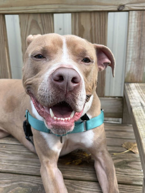 Bright, Unknown breed / mixed