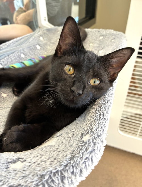 Posy, a cat for adoption from Paws Crossed Animal Rescue Inc.