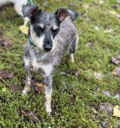 Crane, a dog for adoption from Paws Crossed Animal Rescue Inc.