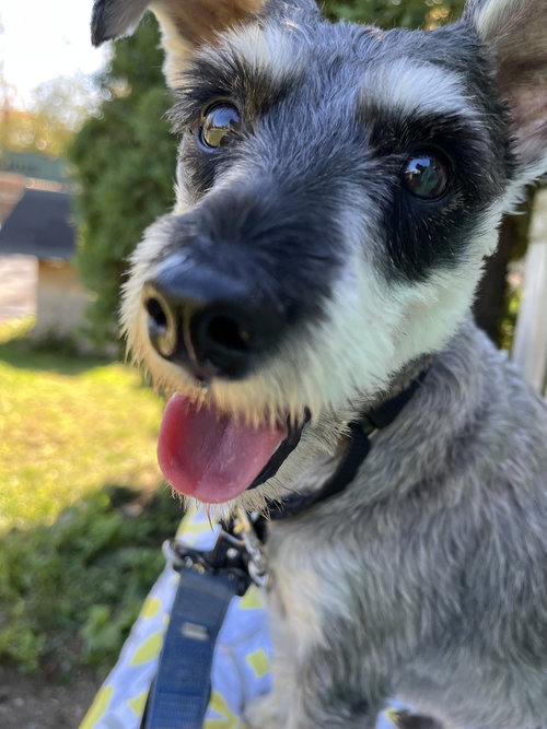 Crane, Schnauzer / Mixed