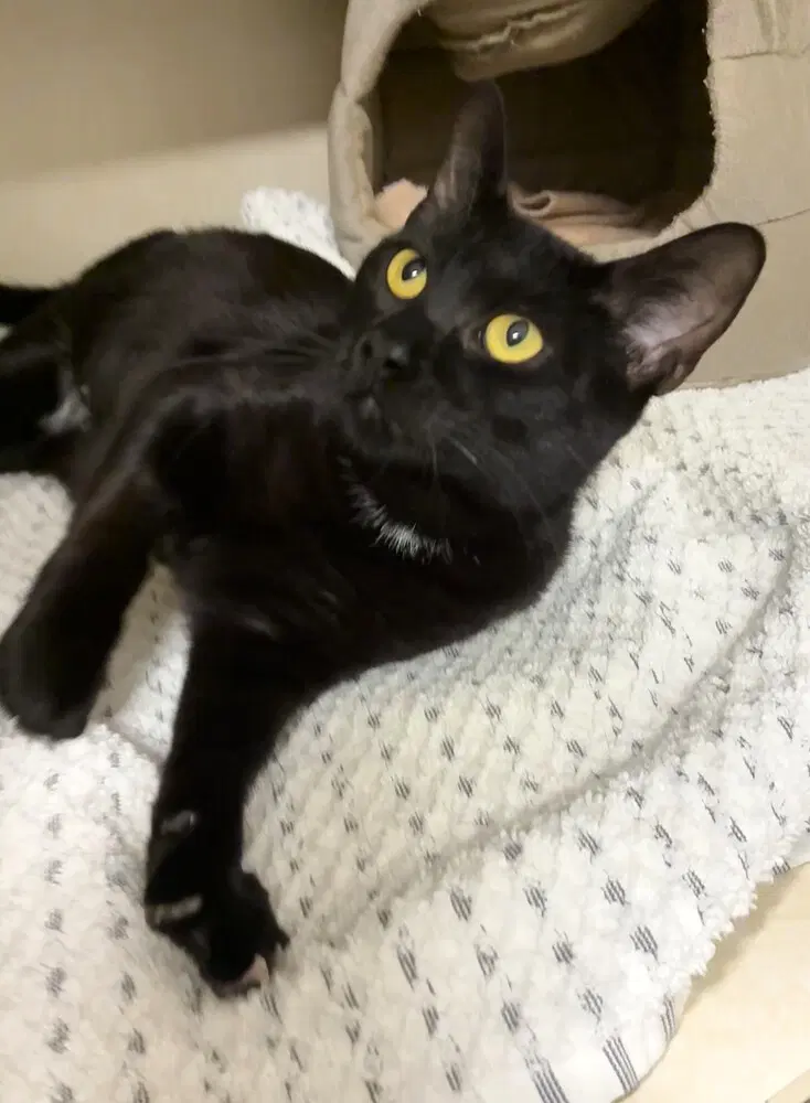 Shadow Moon - Domestic Short Hair