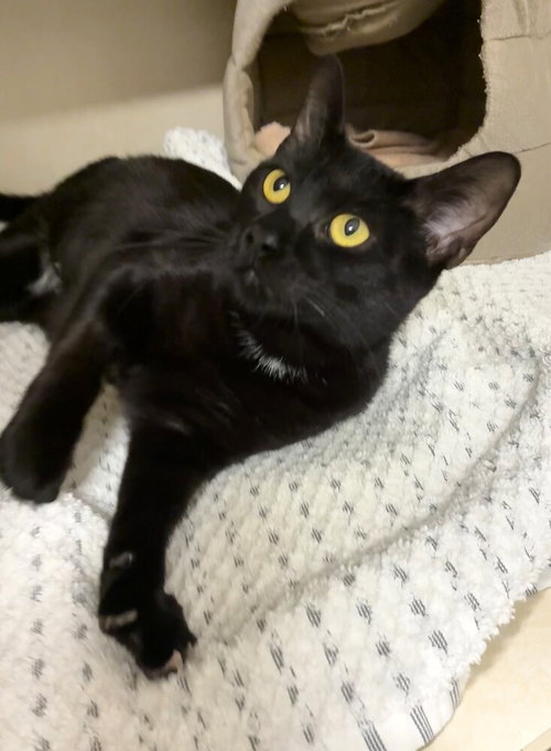 Shadow Moon - available 10/10, a cat for adoption from Paws Crossed Animal Rescue Inc.