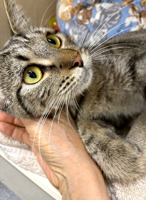 Meoweth - available 10/10, a cat for adoption from Paws Crossed Animal Rescue Inc.