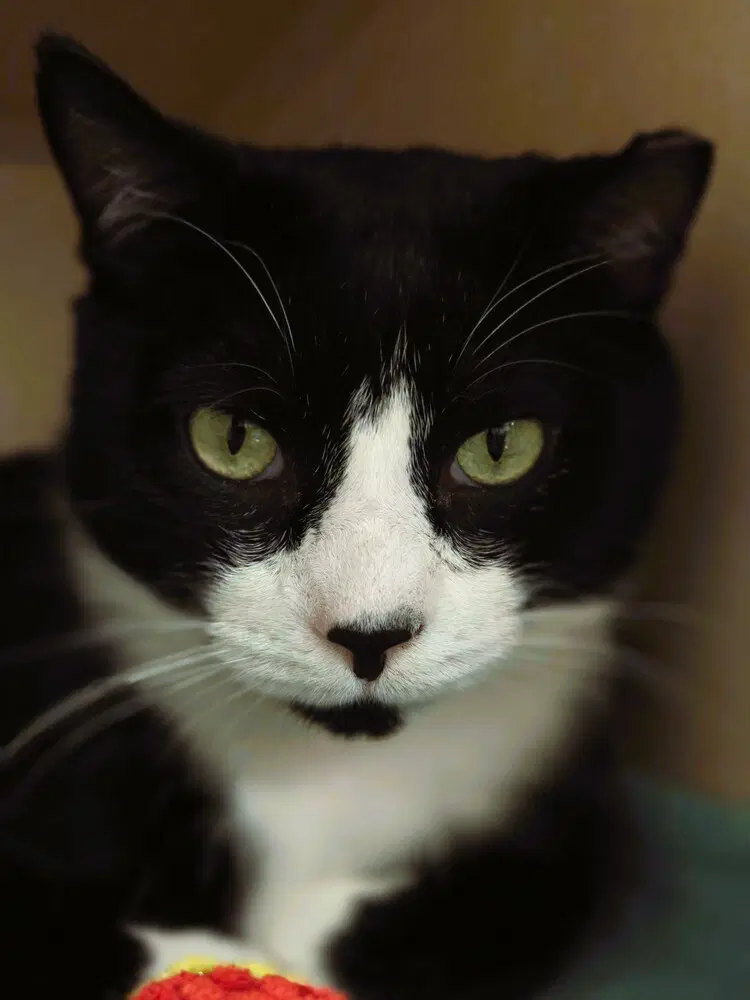 Cats Domino - Domestic Short Hair
