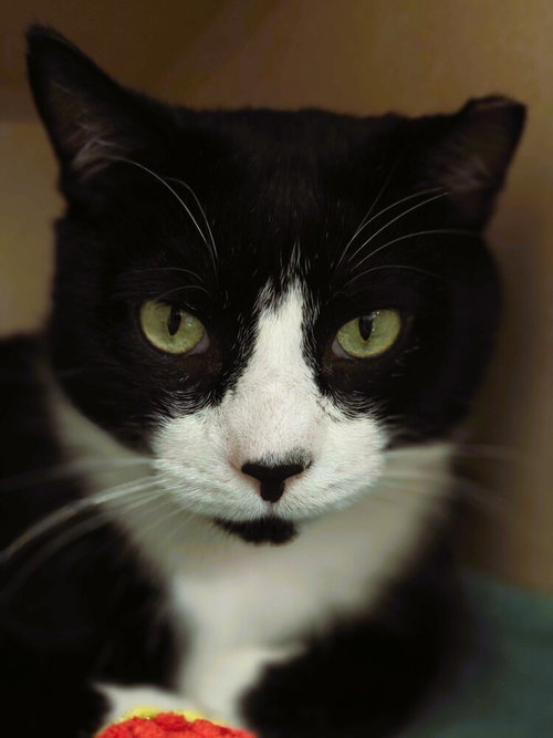Cats Domino - available 10/10, Domestic Short Hair