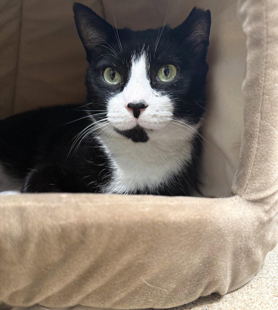 Cats Domino