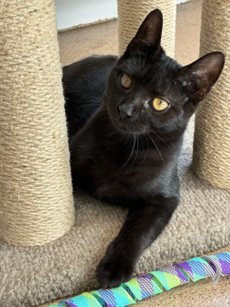 Alfalfa - Domestic Short Hair