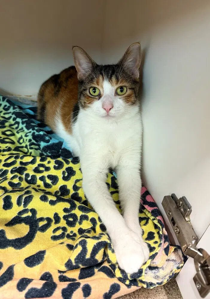 Francine - Domestic Short Hair