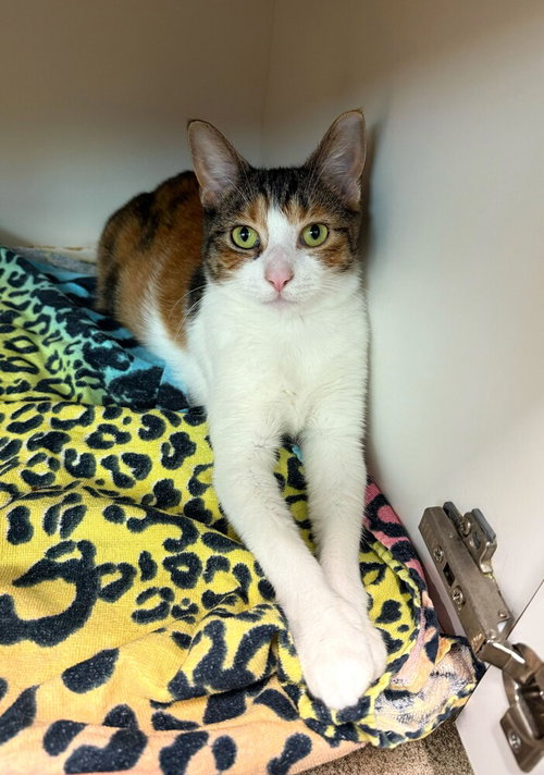 Francine, a cat for adoption from Paws Crossed Animal Rescue Inc.