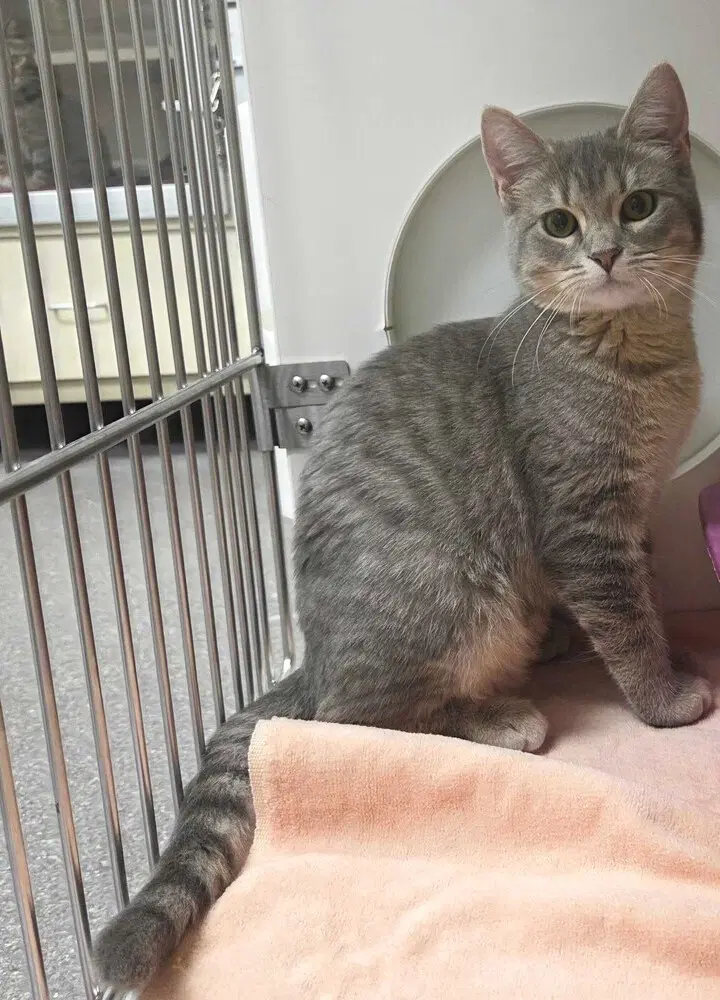 Cora - Domestic Short Hair