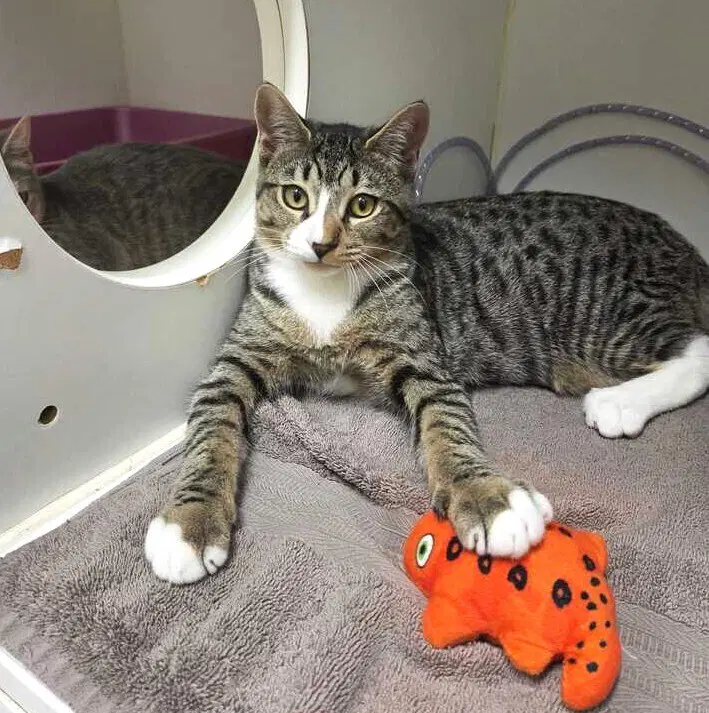 Koji - Domestic Short Hair