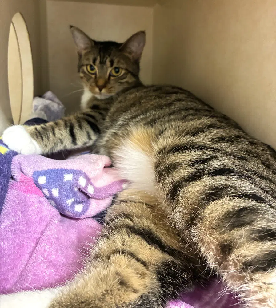 Jenny - Domestic Short Hair