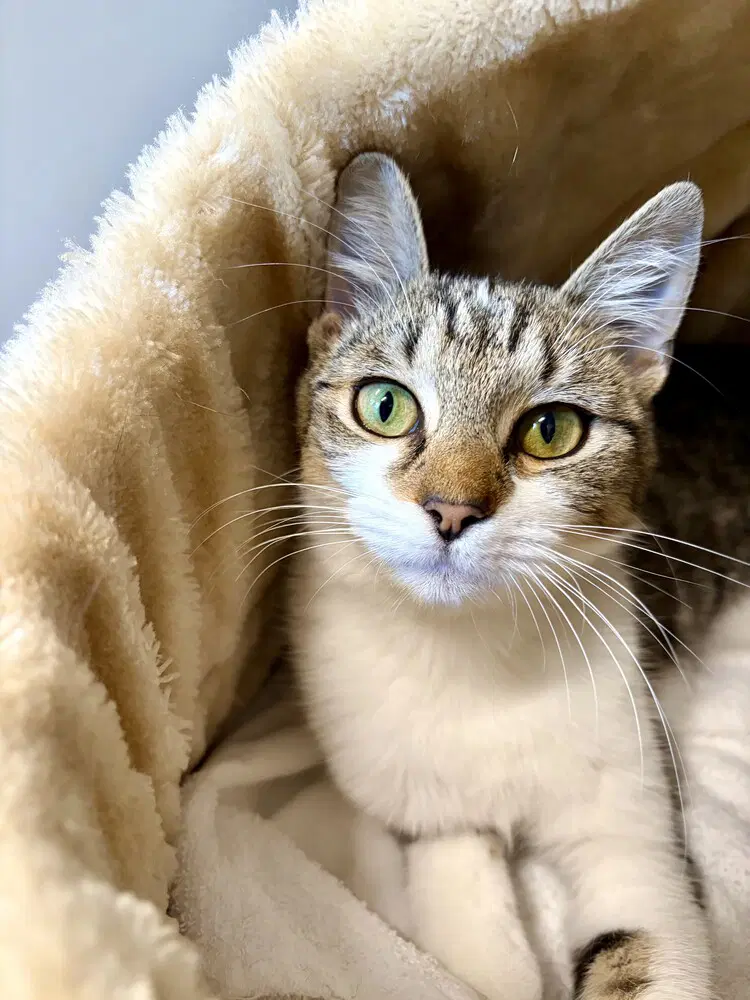 Rosemary - Domestic Short Hair