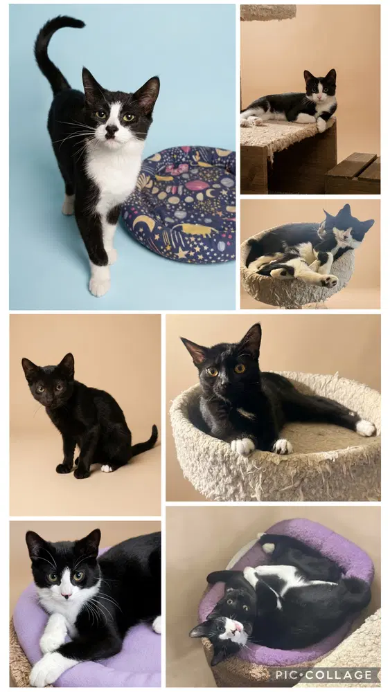 Forgotten Felines Kittens Courtesy Post - Domestic Short Hair