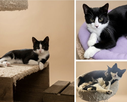 Scooter & Chuck **Courtesy Post**, Domestic Short Hair / Mixed