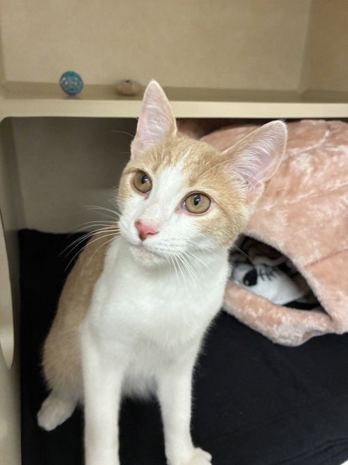 Scooter, Domestic Short Hair