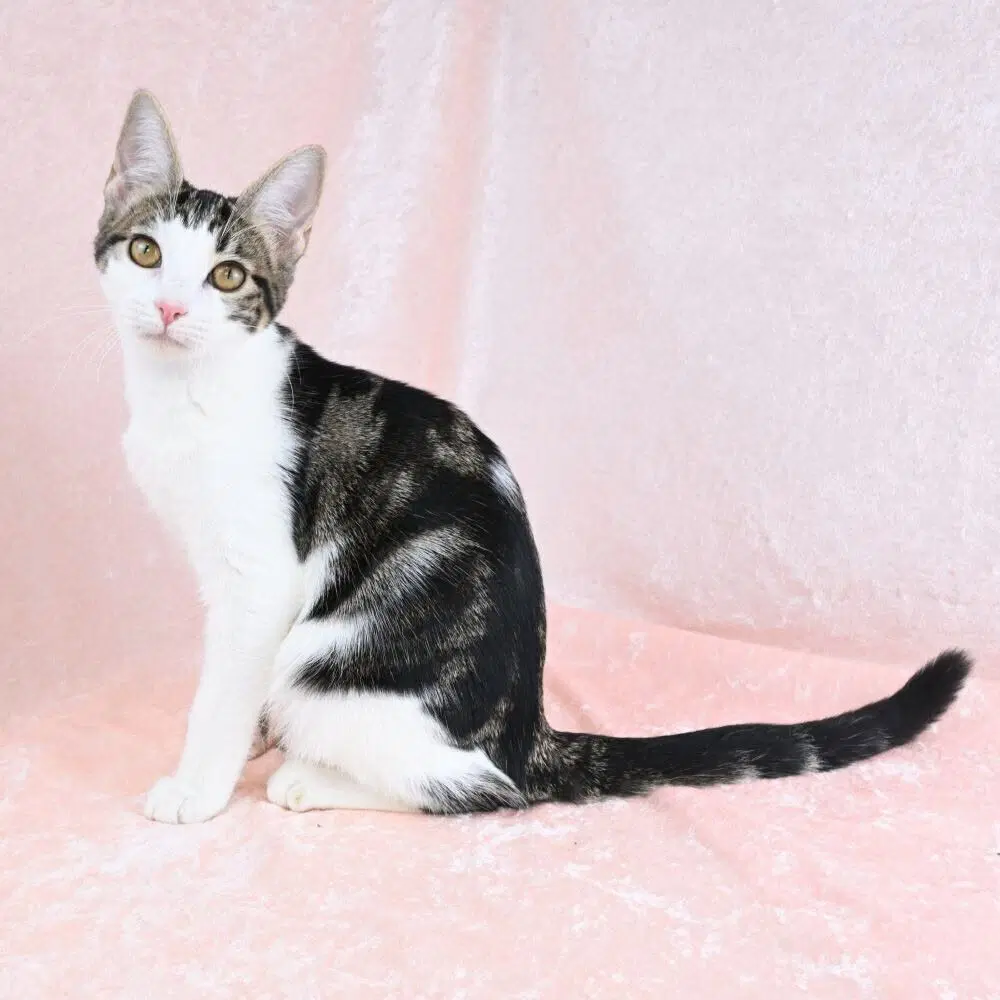 Stella - Domestic Short Hair