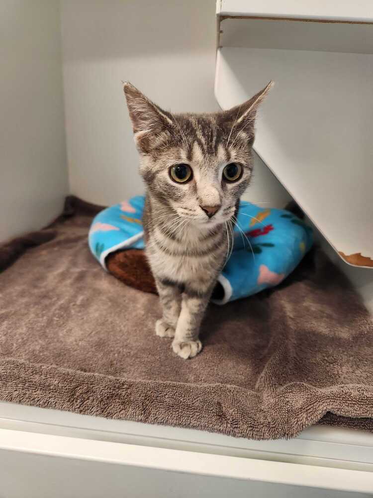 Whisper - Domestic Short Hair