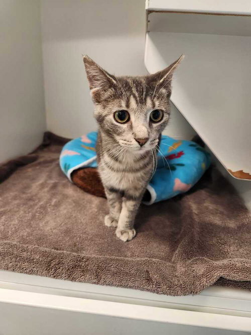 Whisper, Domestic Short Hair