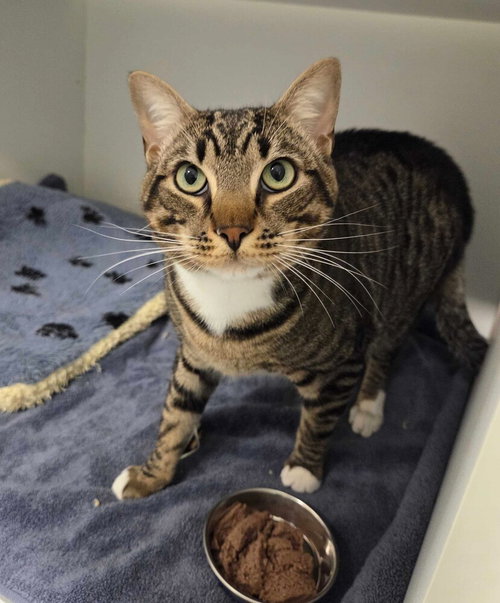 Andy, Domestic Short Hair