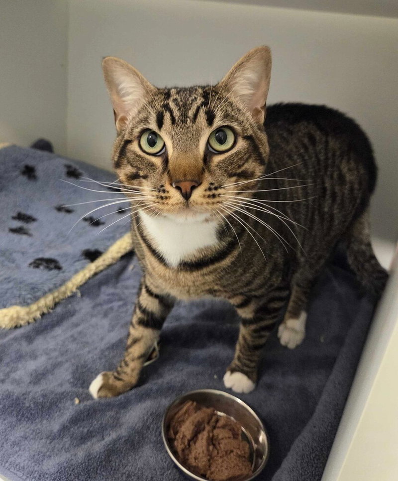 Andy, a male cat up for adoption