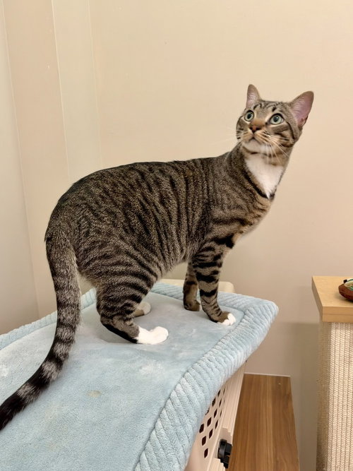 Andy, Domestic Short Hair