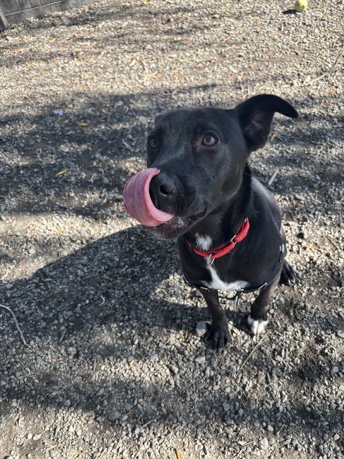 Luna available 10/22, Labrador Retriever / Mixed