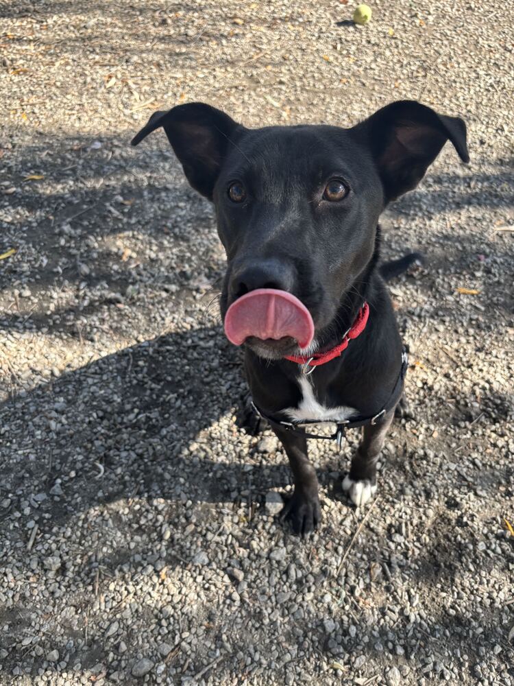 Luna, photo 3