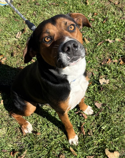 Walnut available 10/22, Labrador Retriever / Mixed