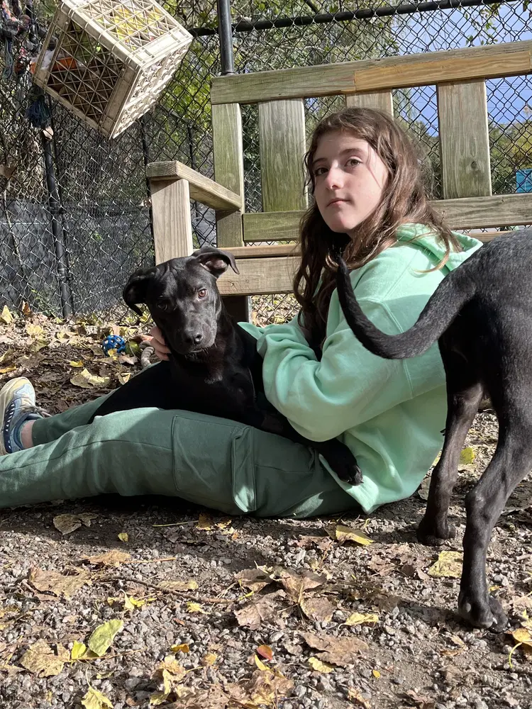 Lily Available - Labrador Retriever