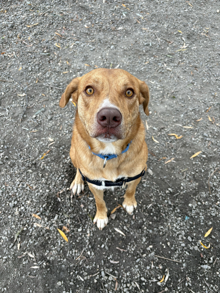 Gemma