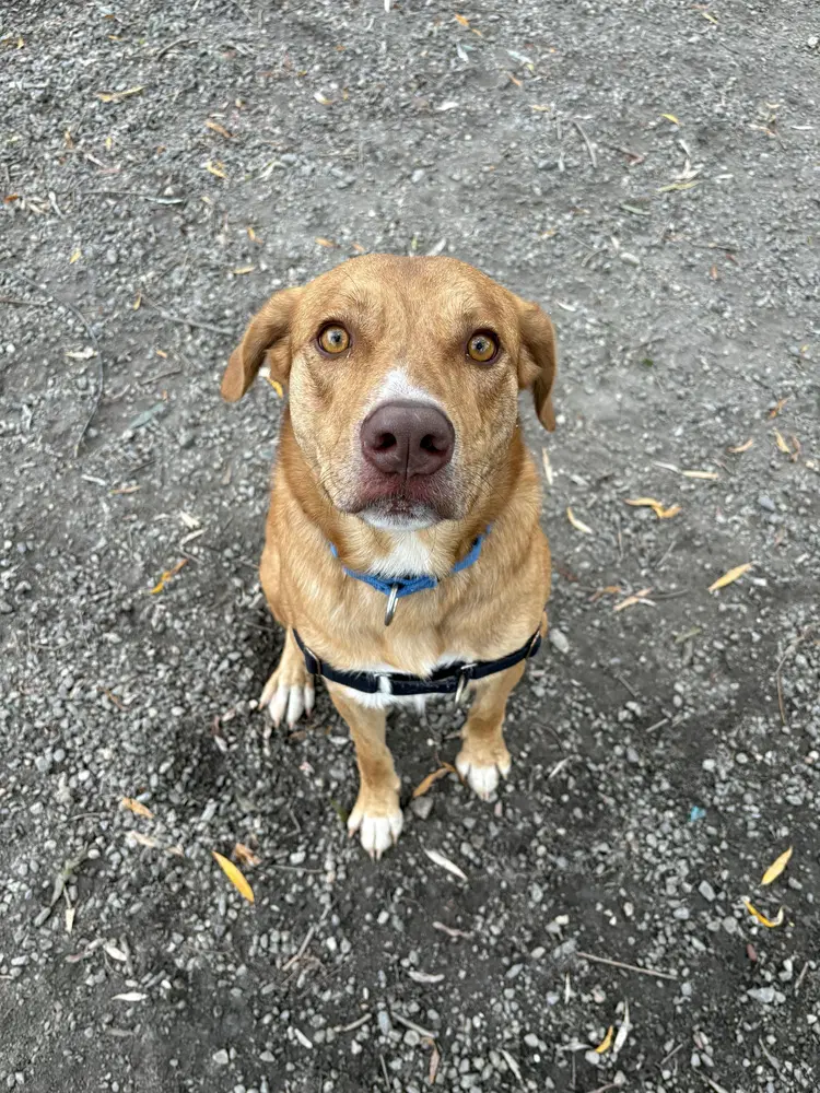 Gemma Available - Labrador Retriever