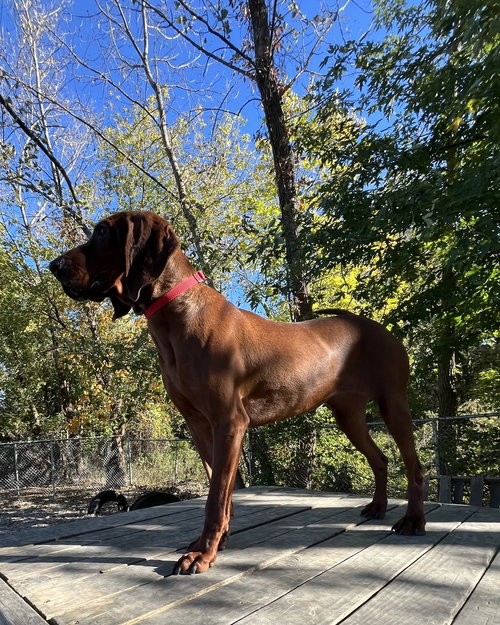 Dolly available 10/22, Hound / Mixed