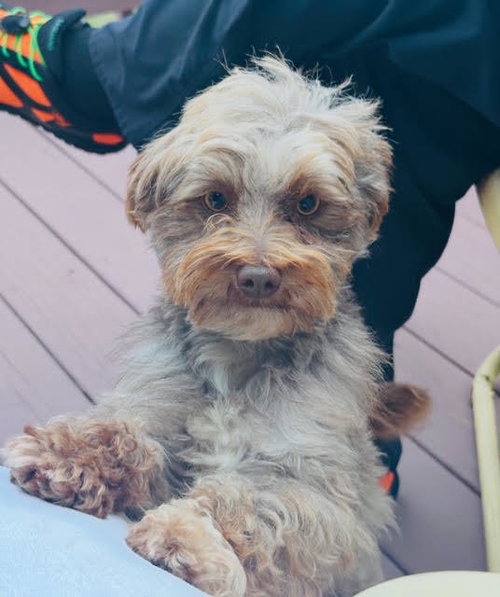 Lil Rip available 10/22, Yorkshire Terrier Yorkie / Mixed