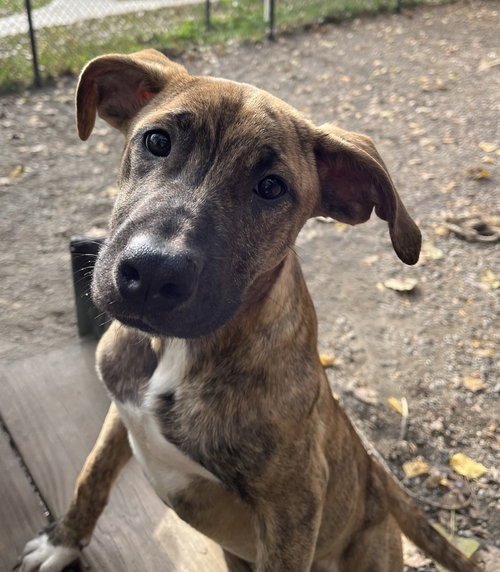 Flannel available 10/22, Labrador Retriever / Mixed