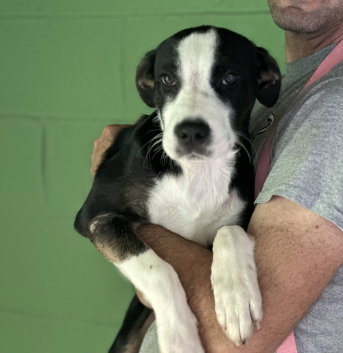 Leaf Peeper available 10/24, Labrador Retriever / Beagle / Mixed