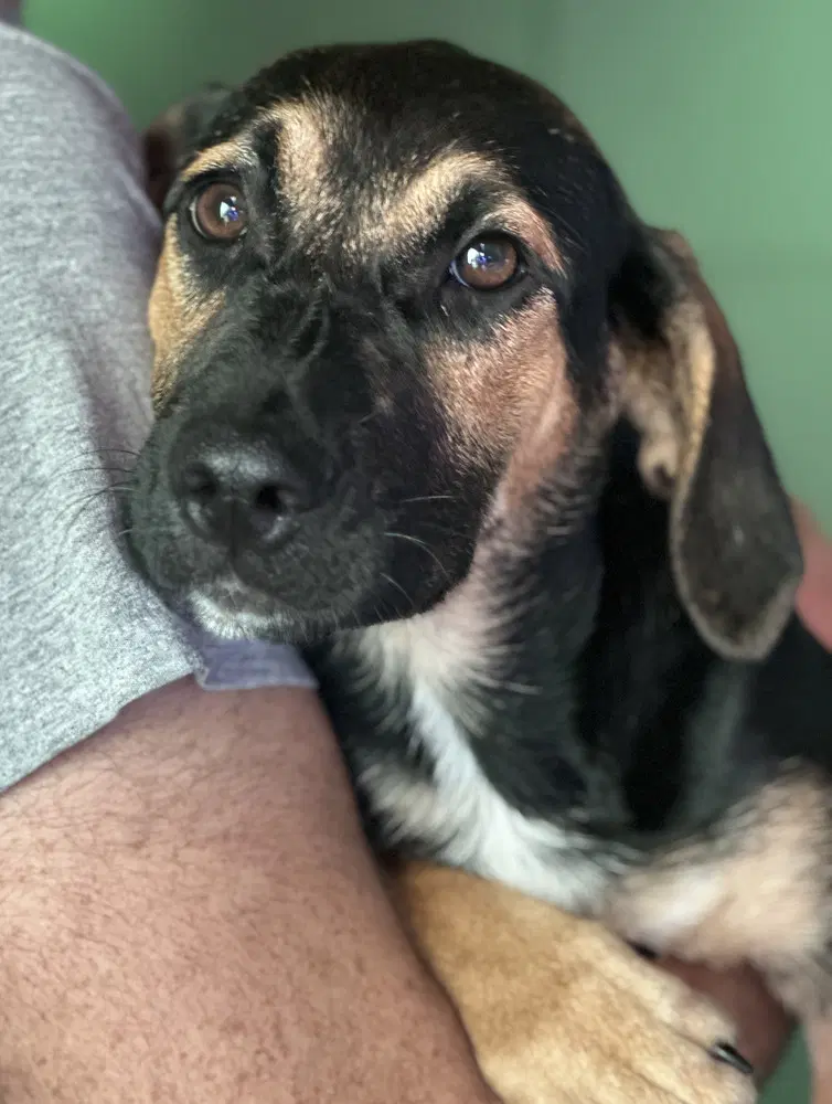 Soup Available - Labrador Retriever