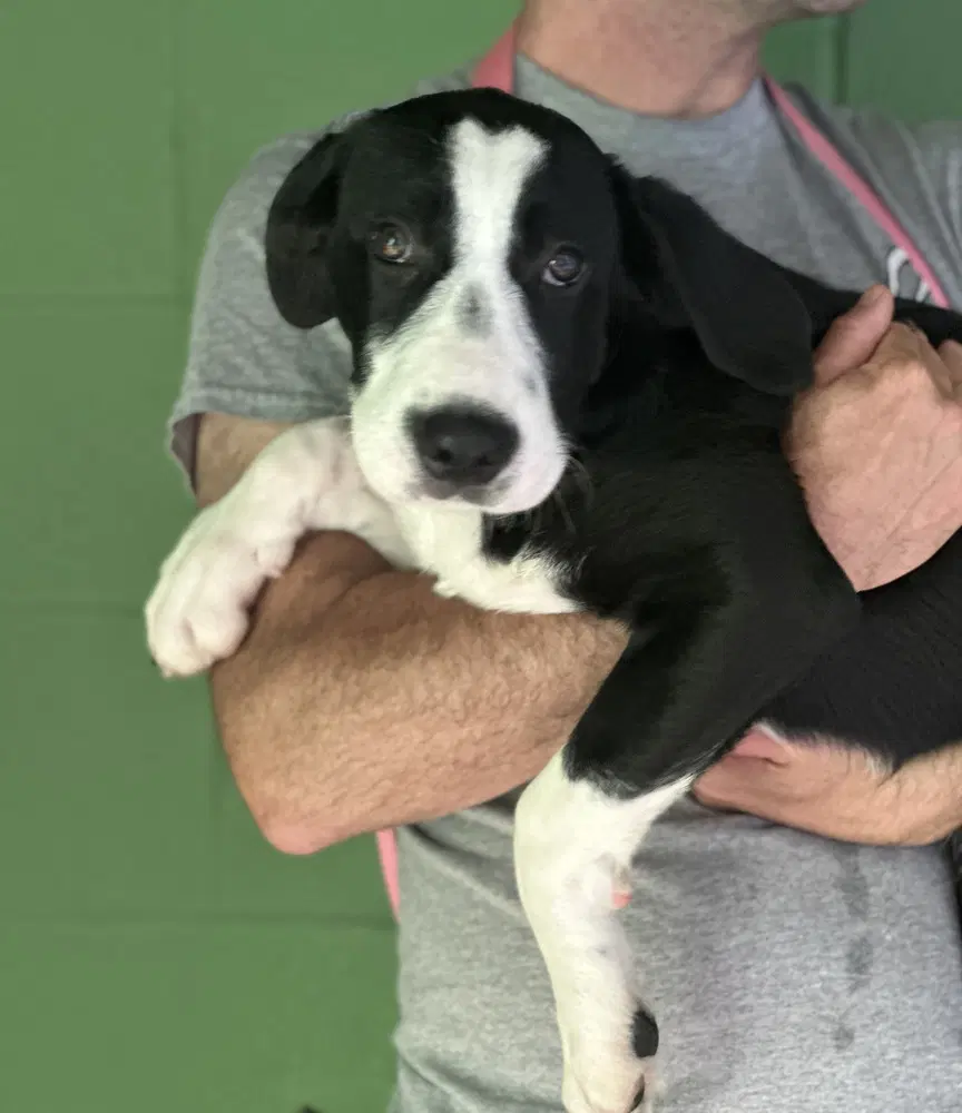 Pumpkin Patch Available - Labrador Retriever