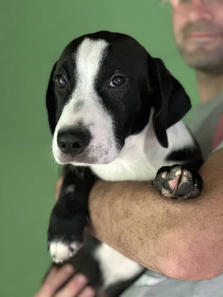 Corn Maze Available - Labrador Retriever